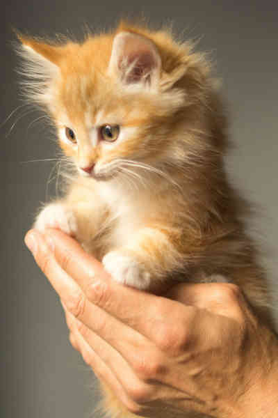 a kitten sitting on a persons hands