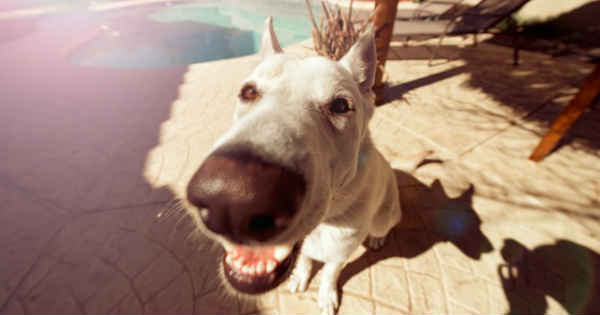 a happy dog with a huge snout