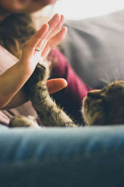 cat high five