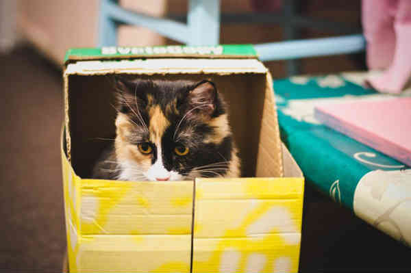 cat jumping out of a box