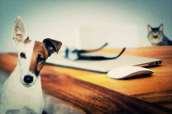 a dog and a cat sitting on a table