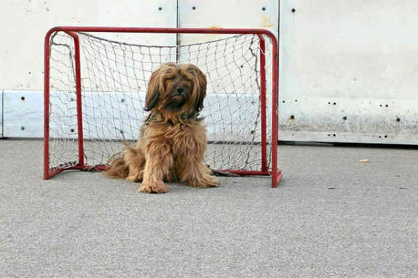 dog goalkeeper