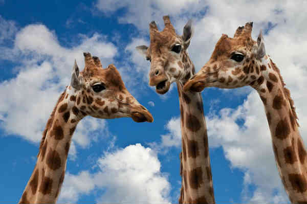 three giraffes talking