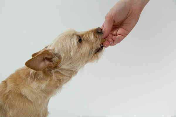 giving a treat to a dog