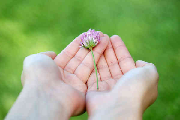 giving a flower