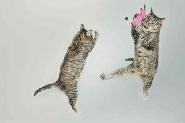 two cute cats playing catch