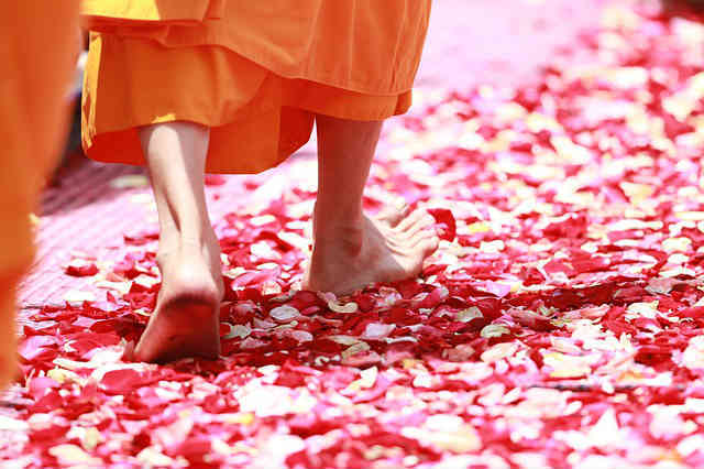 monk walking on abundance of flowers