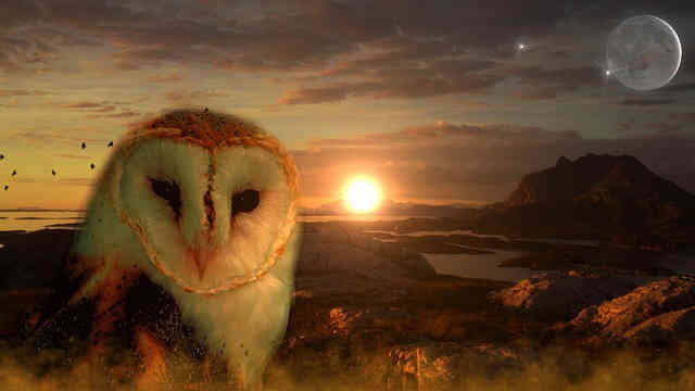 owl in induced lucid dream