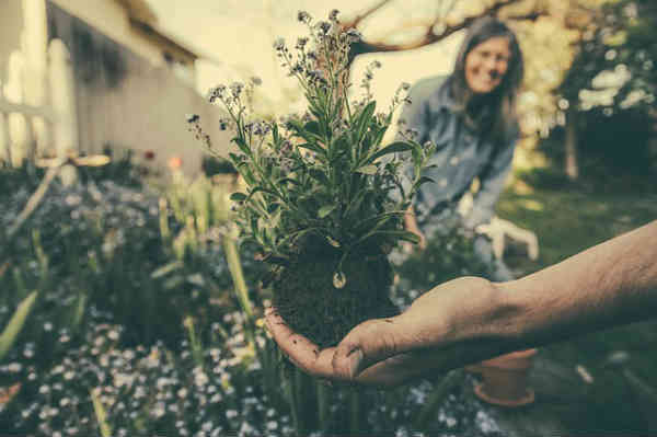 couple planting a plant in the garden