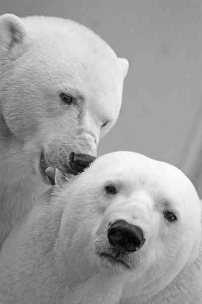 polar bears in lovign relationship
