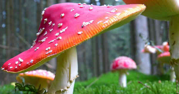 toxic mushroom