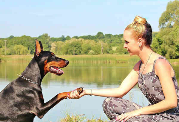 woman and dog shaking hands